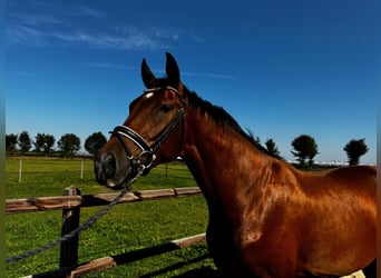 KWPN, Caballo castrado, 3 años, 169 cm, Castaño