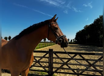 KWPN, Caballo castrado, 3 años, 169 cm, Castaño