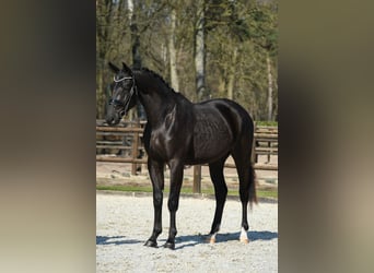 KWPN, Caballo castrado, 3 años, 169 cm, Negro