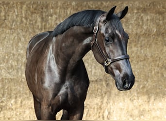 KWPN, Caballo castrado, 3 años, 169 cm, Negro