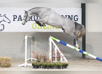 KWPN, Caballo castrado, 3 años, 169 cm, Tordo