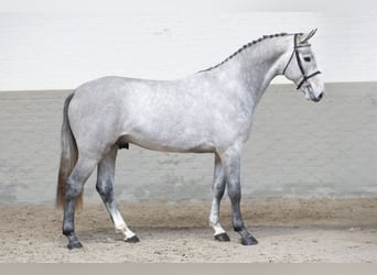 KWPN, Caballo castrado, 3 años, 169 cm, Tordo