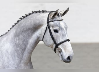 KWPN, Caballo castrado, 3 años, 169 cm, Tordo