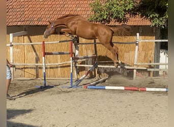 KWPN, Caballo castrado, 3 años, 170 cm, Alazán-tostado