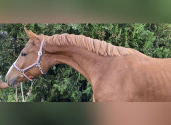 KWPN, Caballo castrado, 3 años, 170 cm, Alazán-tostado