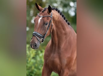 KWPN, Caballo castrado, 3 años, 170 cm, Castaño