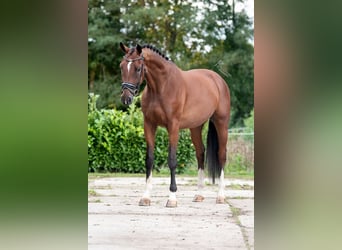 KWPN, Caballo castrado, 3 años, 170 cm, Castaño