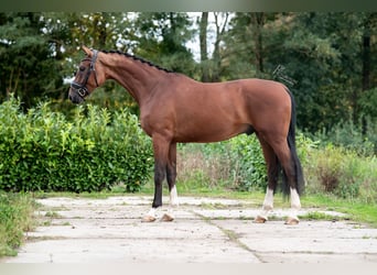 KWPN, Caballo castrado, 3 años, 170 cm, Castaño