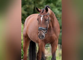 KWPN, Caballo castrado, 3 años, 170 cm, Castaño