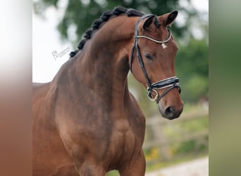 KWPN, Caballo castrado, 3 años, 170 cm, Castaño