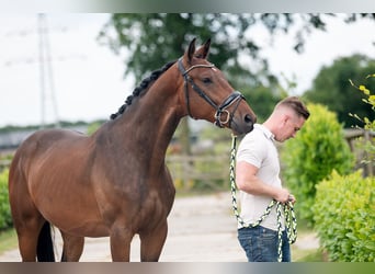 KWPN, Caballo castrado, 3 años, 170 cm, Castaño