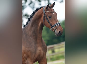 KWPN, Caballo castrado, 3 años, 170 cm, Castaño