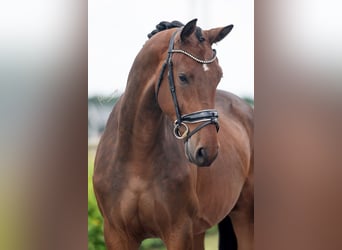 KWPN, Caballo castrado, 3 años, 170 cm, Castaño