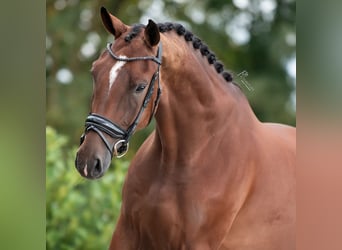 KWPN, Caballo castrado, 3 años, 170 cm, Castaño