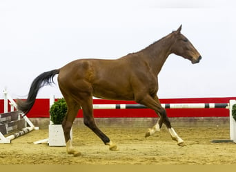 KWPN, Caballo castrado, 3 años, 170 cm, Castaño