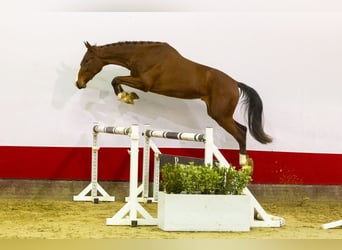 KWPN, Caballo castrado, 3 años, 170 cm, Castaño