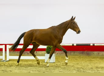 KWPN, Caballo castrado, 3 años, 170 cm, Castaño