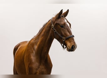 KWPN, Caballo castrado, 3 años, 170 cm, Castaño