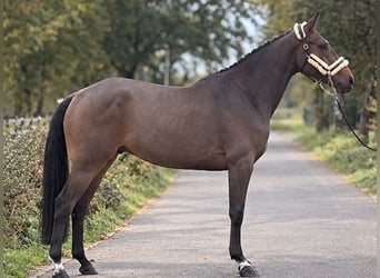 KWPN, Caballo castrado, 3 años, 170 cm, Castaño