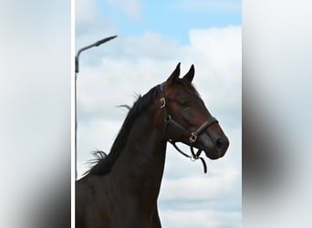 KWPN, Caballo castrado, 3 años, 170 cm, Morcillo