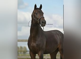 KWPN, Caballo castrado, 3 años, 170 cm, Morcillo