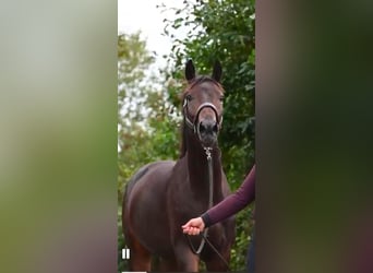 KWPN, Caballo castrado, 3 años, 170 cm, Morcillo