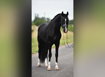 KWPN, Caballo castrado, 3 años, 170 cm, Negro