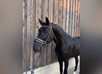 KWPN, Caballo castrado, 3 años, 170 cm, Negro