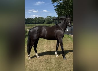 KWPN, Caballo castrado, 3 años, 170 cm, Negro