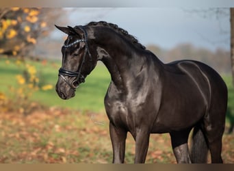 KWPN, Caballo castrado, 3 años, 170 cm, Negro