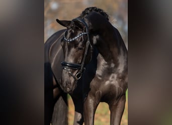 KWPN, Caballo castrado, 3 años, 170 cm, Negro