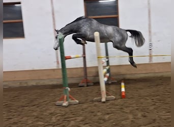 KWPN, Caballo castrado, 3 años, 170 cm, Tordo