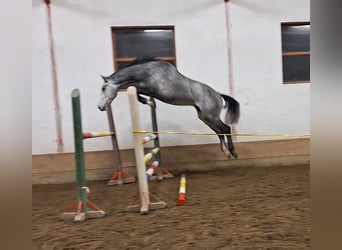 KWPN, Caballo castrado, 3 años, 170 cm, Tordo