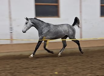 KWPN, Caballo castrado, 3 años, 170 cm, Tordo