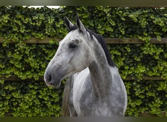 KWPN, Caballo castrado, 3 años, 170 cm, Tordo