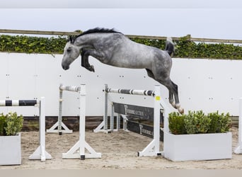 KWPN, Caballo castrado, 3 años, 170 cm, Tordo