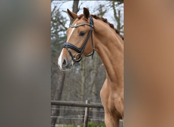 KWPN, Caballo castrado, 3 años, 171 cm, Alazán