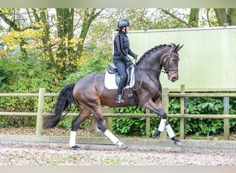 KWPN, Caballo castrado, 3 años, 171 cm, Castaño oscuro