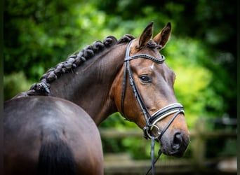 KWPN, Caballo castrado, 3 años, 171 cm, Castaño oscuro