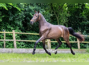 KWPN, Caballo castrado, 3 años, 171 cm, Castaño oscuro