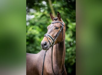 KWPN, Caballo castrado, 3 años, 171 cm, Castaño oscuro