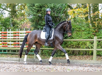 KWPN, Caballo castrado, 3 años, 171 cm, Castaño oscuro