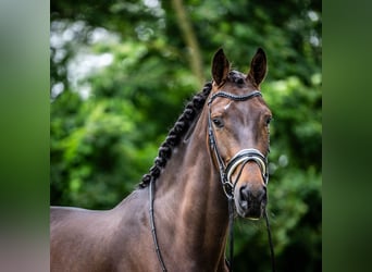 KWPN, Caballo castrado, 3 años, 171 cm, Castaño oscuro