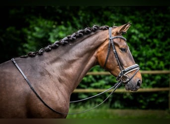 KWPN, Caballo castrado, 3 años, 171 cm, Castaño oscuro