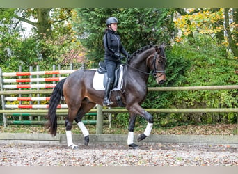 KWPN, Caballo castrado, 3 años, 171 cm, Castaño oscuro