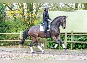 KWPN, Caballo castrado, 3 años, 171 cm, Castaño oscuro