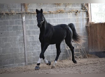 KWPN, Caballo castrado, 3 años, 171 cm, Negro