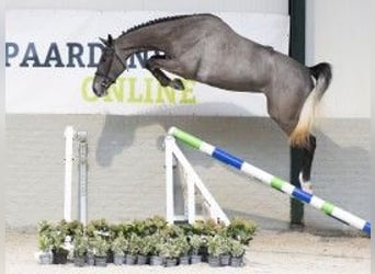 KWPN, Caballo castrado, 3 años, 171 cm, Tordo