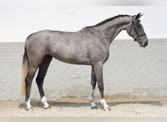 KWPN, Caballo castrado, 3 años, 171 cm, Tordo