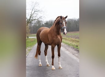 KWPN, Caballo castrado, 3 años, 172 cm, Alazán